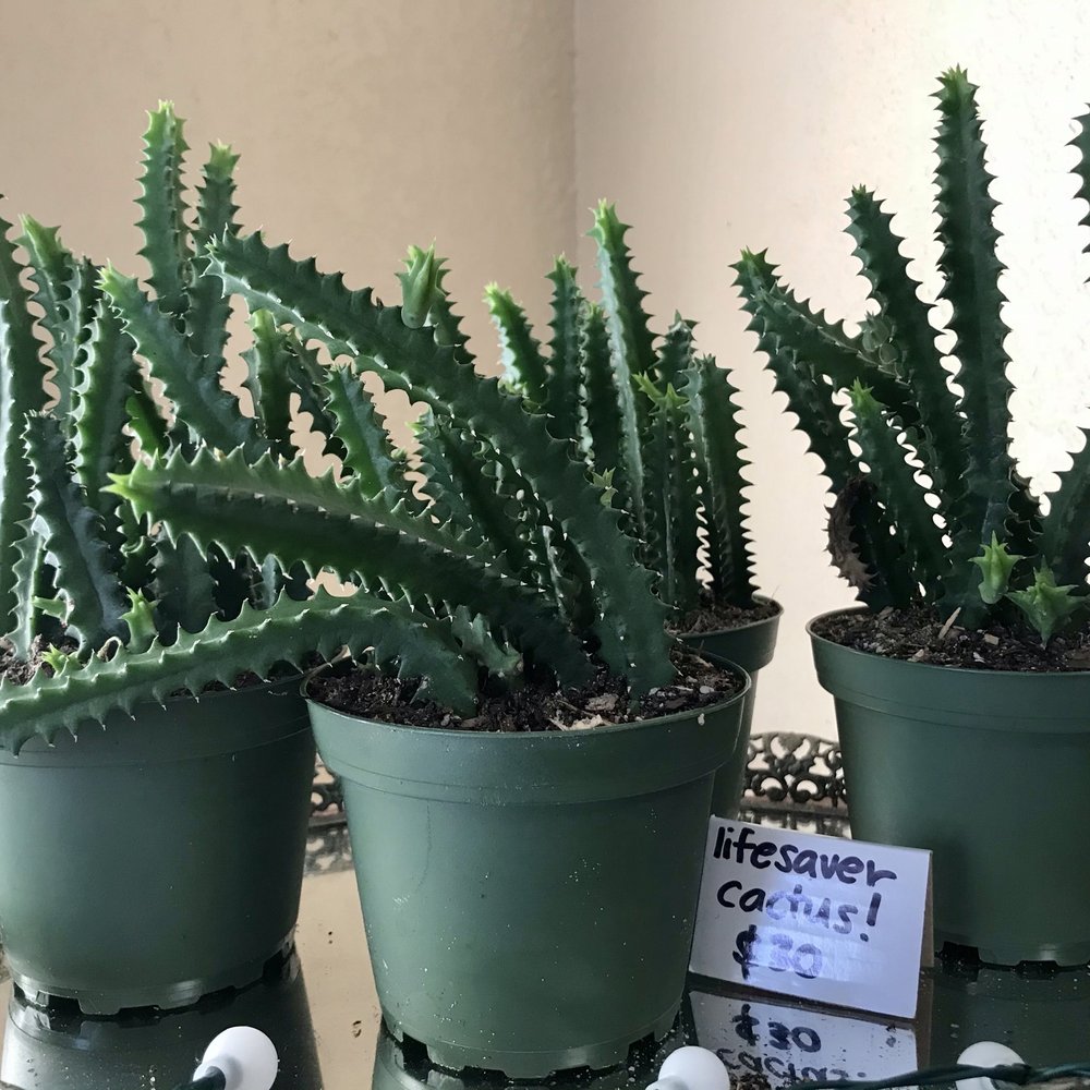 Cactus Moon - Cool and unusual cacti. - Florists Near Me - Tampa, Florida Cactus Moon - Cool and unusual cacti. - Florists Near Me - Tampa, Florida