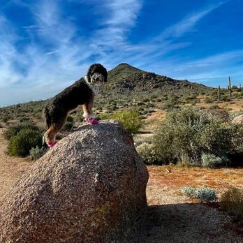 Rattlesnake Ready - Hiking  near our home , Truffle now knows what to avoid - Pet Training Near Me