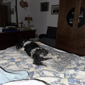 The Pawder Room - Sleeping beauty - Pet Groomers Near Me - Puyallup, Washington