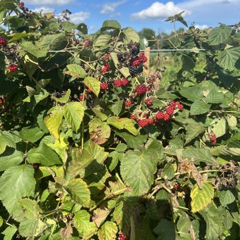 Braehead Farm - Farmers Market Near Me - Fredericksburg, Virginia
