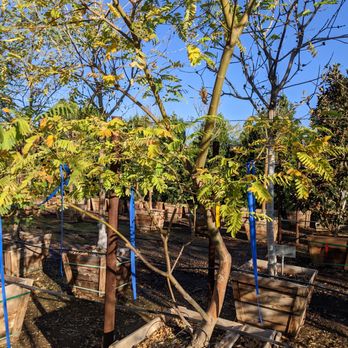 Moon Valley Nurseries - One of the beautiful Tipu trees that we picked out for our new home. - Nurseries & Gardening Near Me - Mesa, Arizona