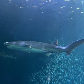 Oregon Coast Aquarium - Shark tunnel - Aquariums Near Me - Newport, Oregon Oregon Coast Aquarium - Shark tunnel - Aquariums Near Me - Newport, Oregon
