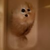 Time Out Pet Care gift card