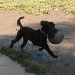 Corona Dog Park - Happy dog