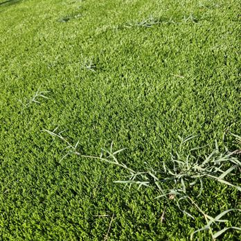 Always Green Turf - Artificial Turf Near Me - Mesa, Arizona