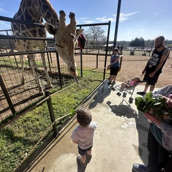 Aggieland Safari - Feeding Giraffes! - Zoos Near Me - Bryan, Texas