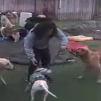 Camp Run-A-Mutt - Pet Sitting Near Me - Chula Vista, California