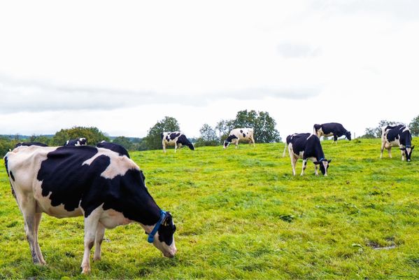 The Dark Hedges by null