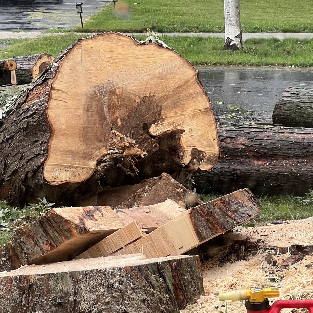 Coy Tree Service - Rotten trunk - Tree Services Near Me