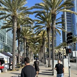 Lane Field Park Market