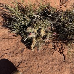 Gouldings Monument Valley RV Park Campground - Cactus growing out of a rock