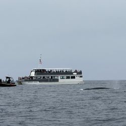 Capt Dave's Dana Point Dolphin & Whale Watching Safari - Whale sighting