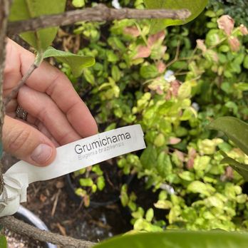 Shamus O'leary's Tropical Fruit Trees - Nurseries & Gardening Near Me - Phoenix, Arizona Shamus O'leary's Tropical Fruit Trees - Nurseries & Gardening Near Me - Phoenix, Arizona