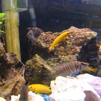 Neptune's Tropical Fish - African Cichlids - Local Fish Stores Near Me - Highlands Ranch, Colorado Neptune's Tropical Fish - African Cichlids - Local Fish Stores Near Me - Highlands Ranch, Colorado