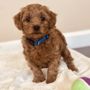 Photo of Mini Doodle Dogs