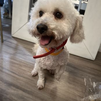 Discount Pets - "Puppy Cut" on Charlie Bear - Pet Groomers Near Me - Anaheim, California