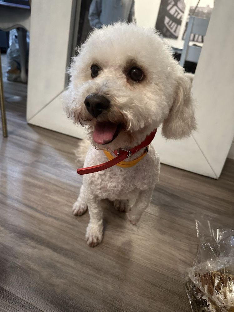 Freshly groomed dog from our Instagram