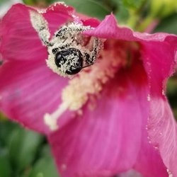 The Cottage Gardens - Holla at ya pollinata!