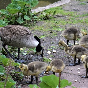 Hainpark - Mom and babies - Parks Near Me - Bamberg, BY