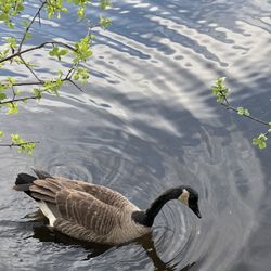 Mud Lake Conservation Area - The canadian goose