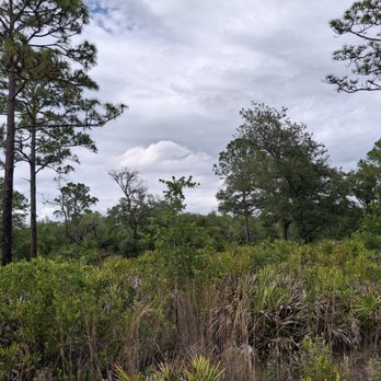 Pine Lily Preserve - Parks Near Me - Orlando, Florida