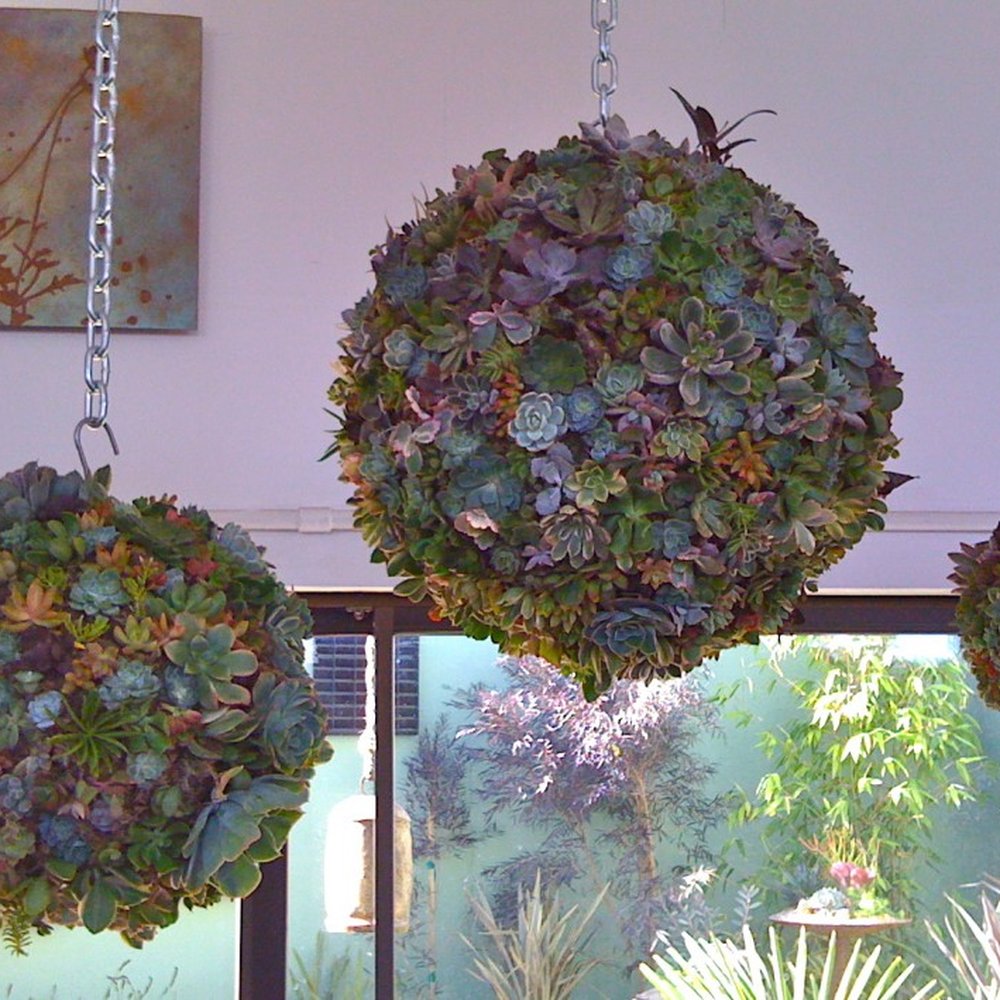 Garden Accents - Another succulent design by the talented employees at Garden Accent.  When is the class?  Sign me up!!! - Nurseries & Gardening Near Me - Gilroy, California