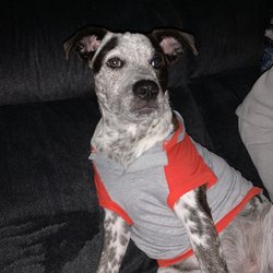 Waggin Trail Dog Park - How my puppy feels when she walks in the park and the smell from the waste bin hits her too hard.