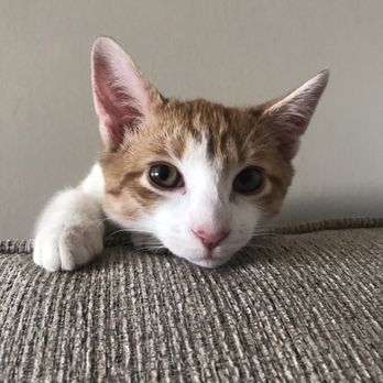 Hudson Valley Humane Society - Dracula - Best addition you my family! Thank you!! - Animal Shelters Near Me - Pomona, New York Hudson Valley Humane Society - Dracula - Best addition you my family! Thank you!! - Animal Shelters Near Me - Pomona, New York