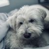 Melissa's Mutt Hutt gift card