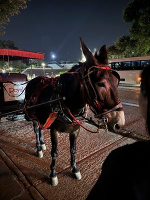 Royal Carriages by null