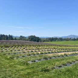 Lavender field