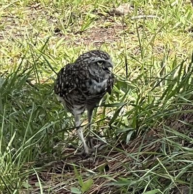 The Avian Conservation Center & Center for Birds of Prey by null