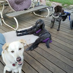 Canine Health Resort - Getting some fresh air on the deck