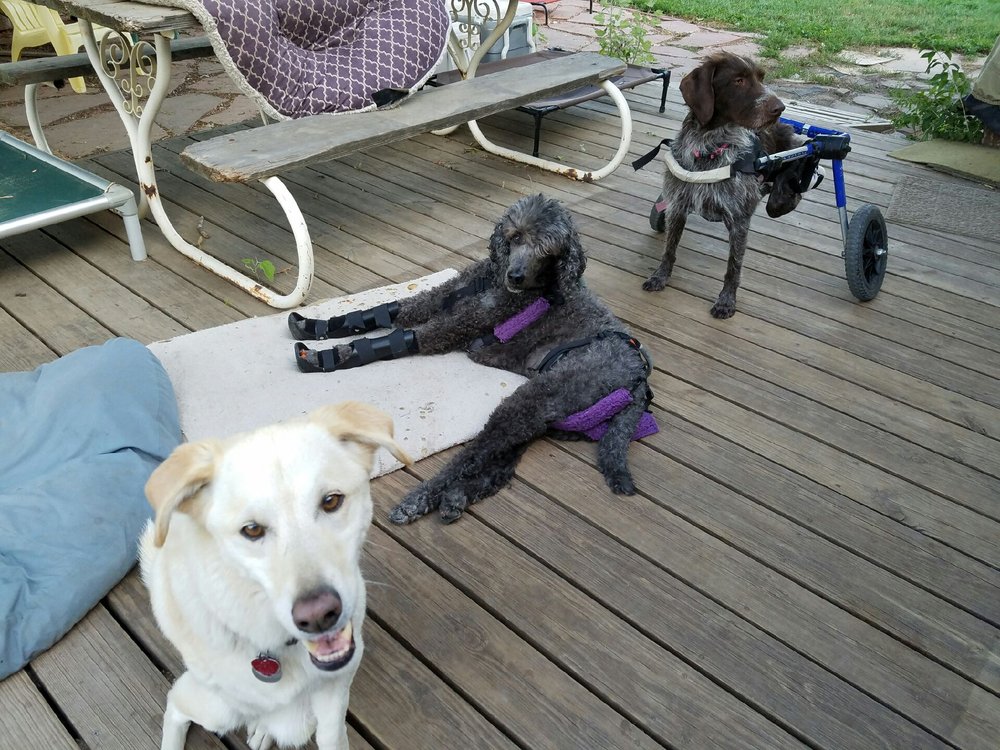 Canine Health Resort - pet boarding facility in Fort Collins, CO