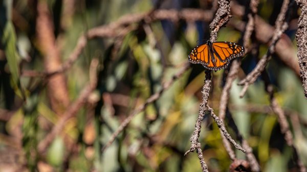 Monarch Butterfly Grove by null