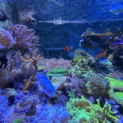 The Mystic Reef - Live saltwater Coral
