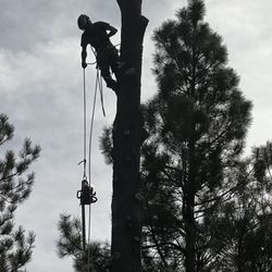 Dark Sky Arborist - Expertise unlimited! Satisfaction guaranteed
