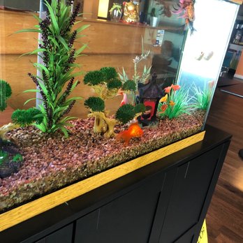 Town Story - Fish in their lobby fish tank. It's quite pleasant to sit and watch the fish while you're waiting for your order - Chinese Near Me - Everett, Washington Town Story - Fish in their lobby fish tank. It's quite pleasant to sit and watch the fish while you're waiting for your order - Chinese Near Me - Everett, Washington