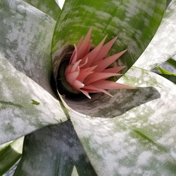 Gratitude Greenhouse - Bromeliad - Gardeners Near Me Gratitude Greenhouse - Bromeliad - Gardeners Near Me