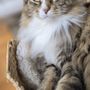 Photo of Pet Stylista