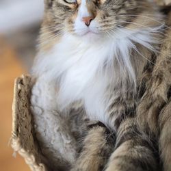 Pet Stylista - Cavani