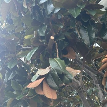 New Sky Tree Service - Tree Services Near Me - San Jose, California New Sky Tree Service - Tree Services Near Me - San Jose, California