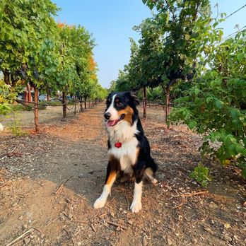 North Bay Wine Tours - Happy Pup! - Wine Tours Near Me North Bay Wine Tours - Happy Pup! - Wine Tours Near Me