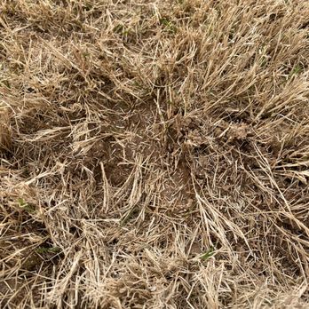 All Turf - Indentations from boot marks. - Lawn Services Near Me - Loganville, Georgia