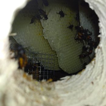 QueenB Live Bee Removal - The honeycomb in our attic taken from the vent holes outside. - Pest Control Near Me - San Diego, California
