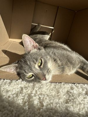 Chicago Animal Care and Control by null