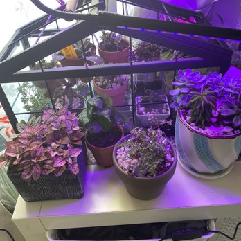 Flowerland - My house for my little plants from Flowerland's little shop - Nurseries & Gardening Near Me - Albany, California