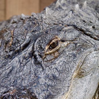 The Creature Conservancy - Community Service/Non-Profit Near Me - Ann Arbor, Michigan