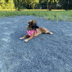 Mason District Dog Park