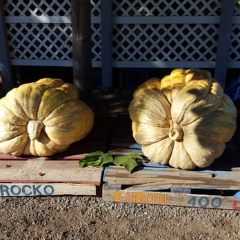 Renker Farms - two pumpkins on a pallet - Farmers Market Near Me - Lakeport, California Renker Farms - two pumpkins on a pallet - Farmers Market Near Me - Lakeport, California